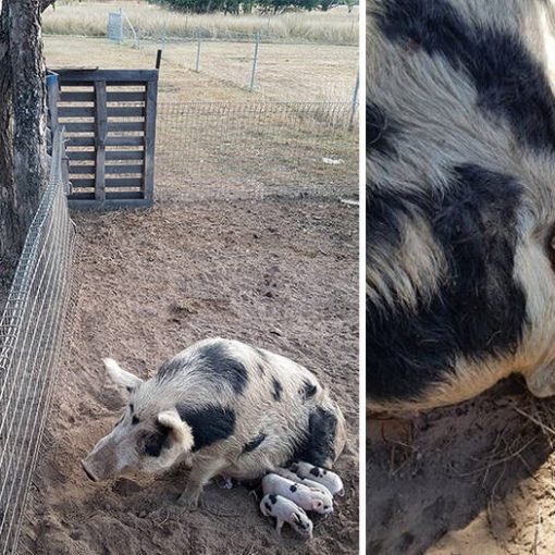 Young person looking at pig with piglets on farm.