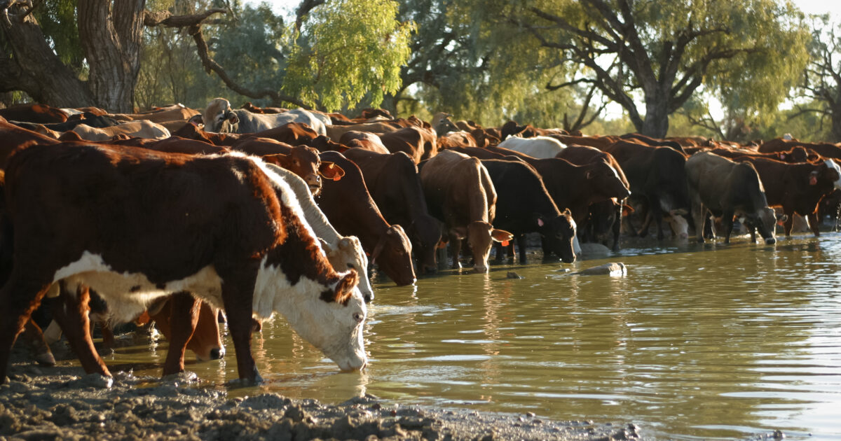 Support Coordination in Longreach feature image